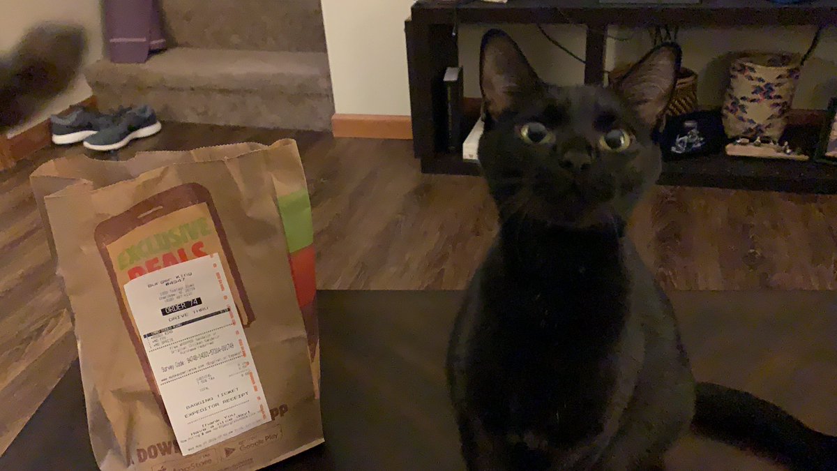AryatheCat2's tweet photo. Owners brought me sum foods. Pregnancy cravings are a bitch 😩#fatcatprobs #catlivesmatter https://t.co/V1hkfZkYU1