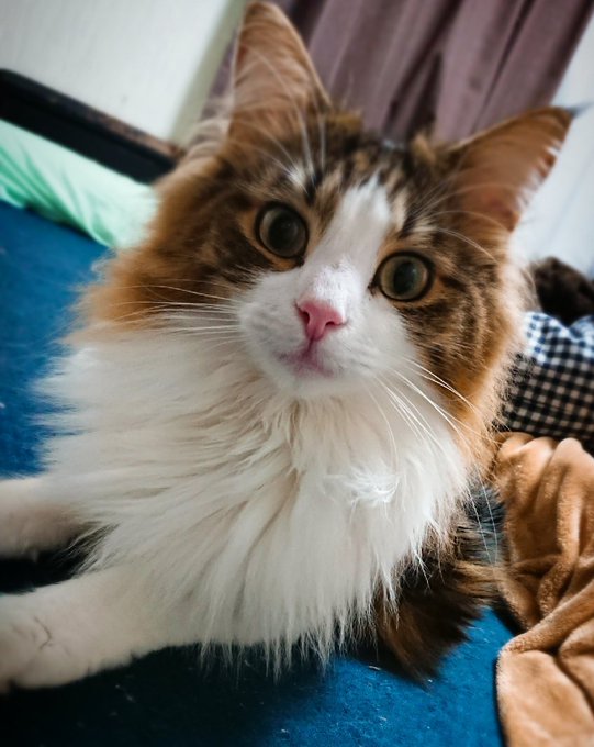 Twitterのコスプレ画像1