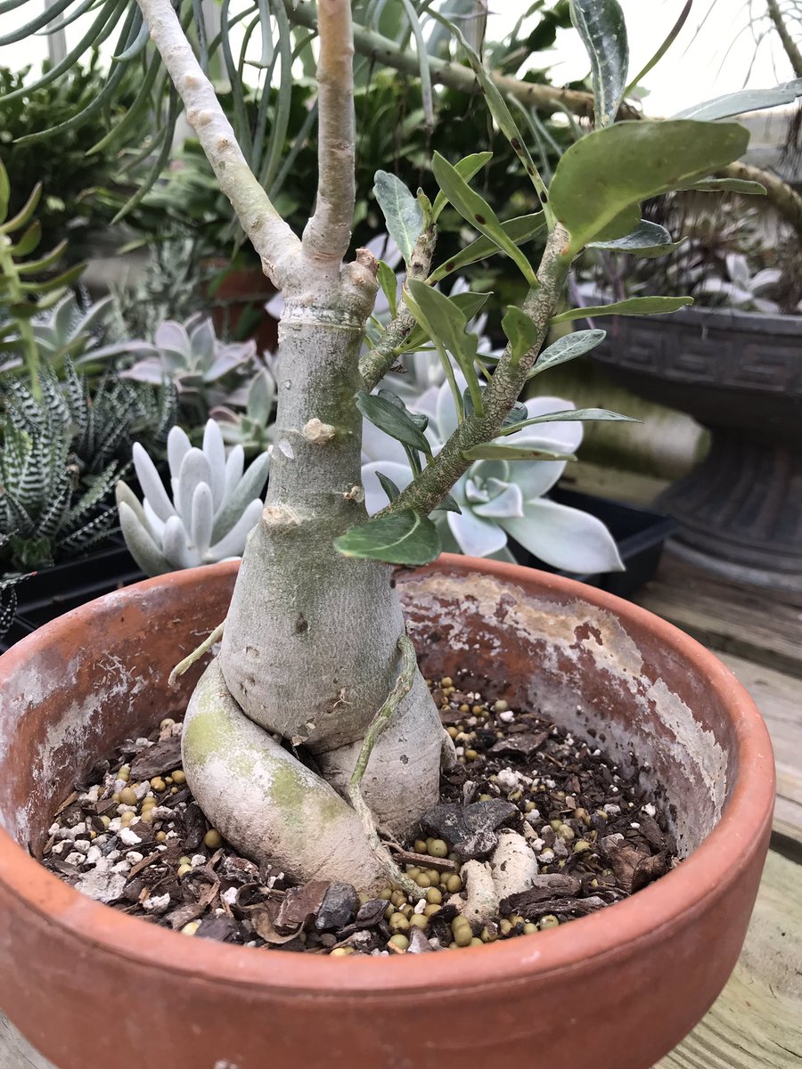 ShowMeUrPlants's tweet photo. My hands look                So hers can
     like this                       look like this https://t.co/Hs7yIYjHR3