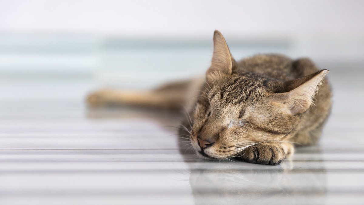 fourpawsAU's tweet image. Happy #InternationalCatDay! To celebrate, meet Mina🐈Found in Cambodia in an area known as a hunting ground for cat meat thieves, a cat without eyes is in serious #danger. #Thankfully Mina has now been desexed and vaccinated, and we are looking for her #foreverhome!❤️#kindness