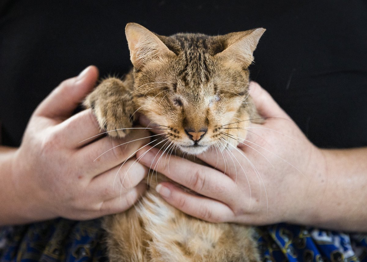 fourpawsAU's tweet image. Happy #InternationalCatDay! To celebrate, meet Mina🐈Found in Cambodia in an area known as a hunting ground for cat meat thieves, a cat without eyes is in serious #danger. #Thankfully Mina has now been desexed and vaccinated, and we are looking for her #foreverhome!❤️#kindness
