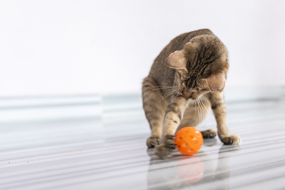 fourpawsAU's tweet image. Happy #InternationalCatDay! To celebrate, meet Mina🐈Found in Cambodia in an area known as a hunting ground for cat meat thieves, a cat without eyes is in serious #danger. #Thankfully Mina has now been desexed and vaccinated, and we are looking for her #foreverhome!❤️#kindness