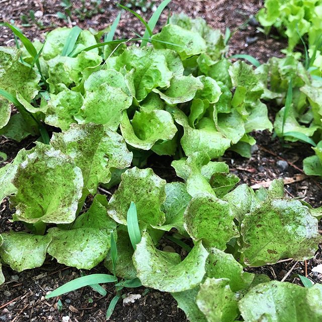 chbamey 🌱 tweet media