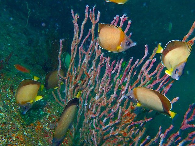 kohchannel's tweet photo. #ワーケーション
#ダイビング
#ダイビング初心者
#ダイビング好きな人と繋がりたい
#trip
#travel
#Japan
#japan_vacations
#japantravel
#divig
#scubadiving
#カメラ初心者
#水中撮影
#水中写真 https://t.co/NHo1RvhtiK https://t.co/CdSy3Pptj3