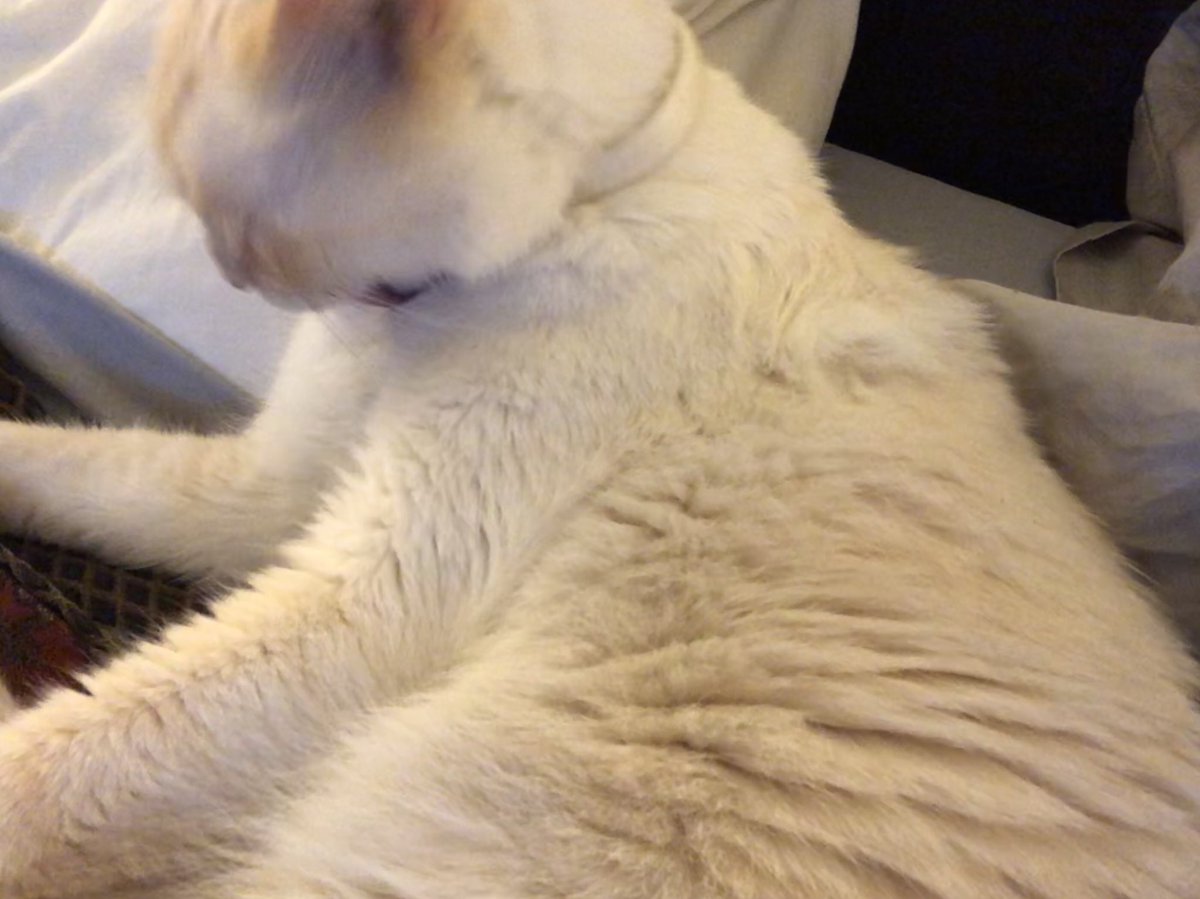 MelindaHoward4's tweet photo. Someone is settling in for the night. #KittyBathTime #Castro #CatsOfTwitter https://t.co/3xHNDyifLr