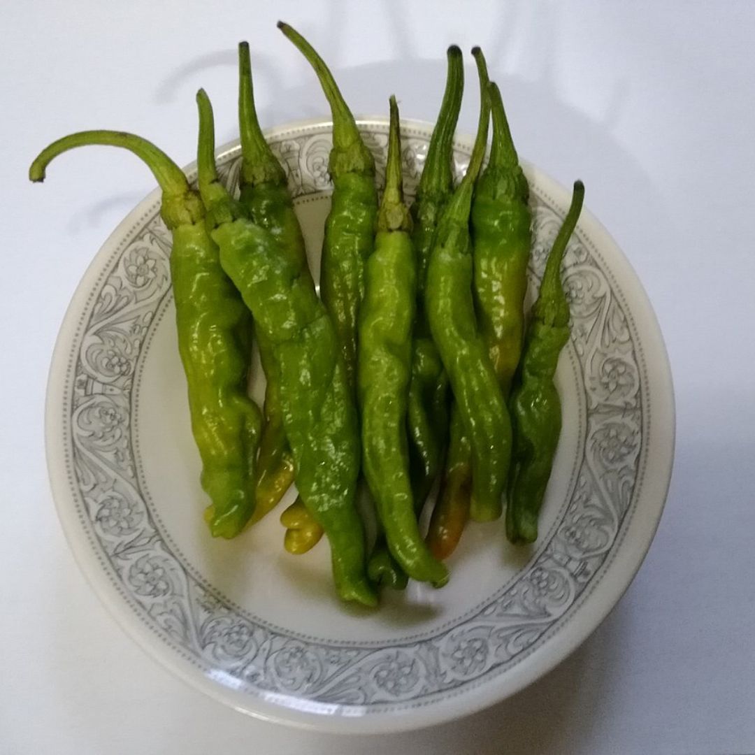 factmaniac's tweet photo. There is a pepper grown in Japan called the Shishito pepper. Only 10% of these peppers are spicy and there’s no way of knowing beforehand. 🌶 #FactManiac https://t.co/cfkesZT3bR