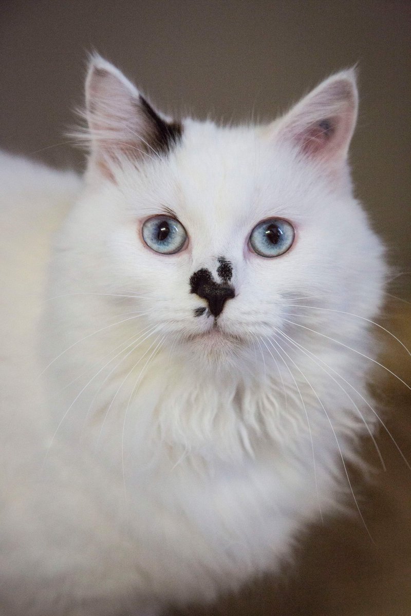 🐱Happy International Cat Day🐱 To celebrate we are offering 20% off all <a href="/HillsPet/">Hill's Pet Nutrition</a> products from our retail store until 11th August!