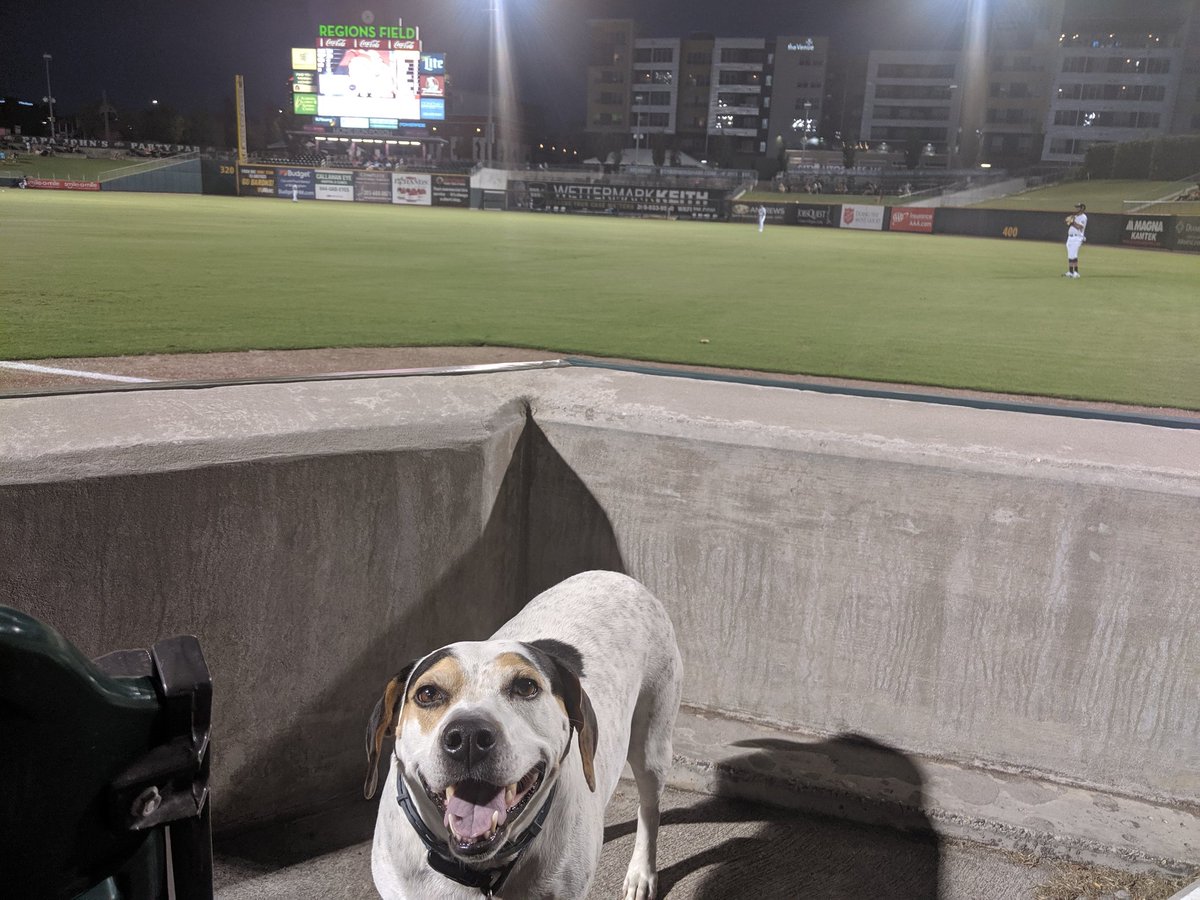 jefftrotman's tweet photo. Petey enjoying another Wet Nose Wednesday @BhamBarons #BarkInBham https://t.co/n9eFMejQ4F