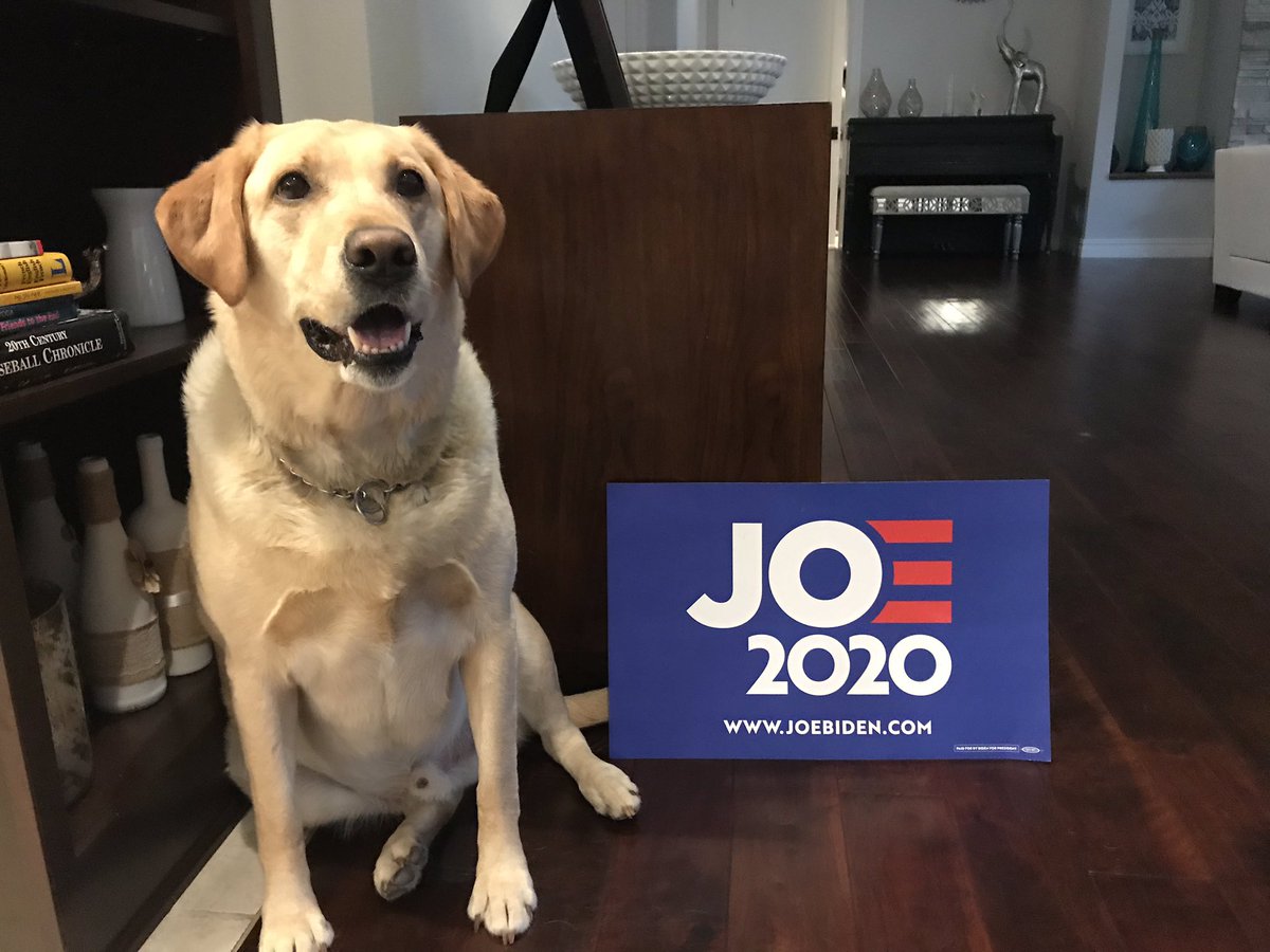 tiffklouk's tweet photo. Otis is ready to vote for Joe! #TeamJoe #pupper https://t.co/Vlo7ZmA0qz