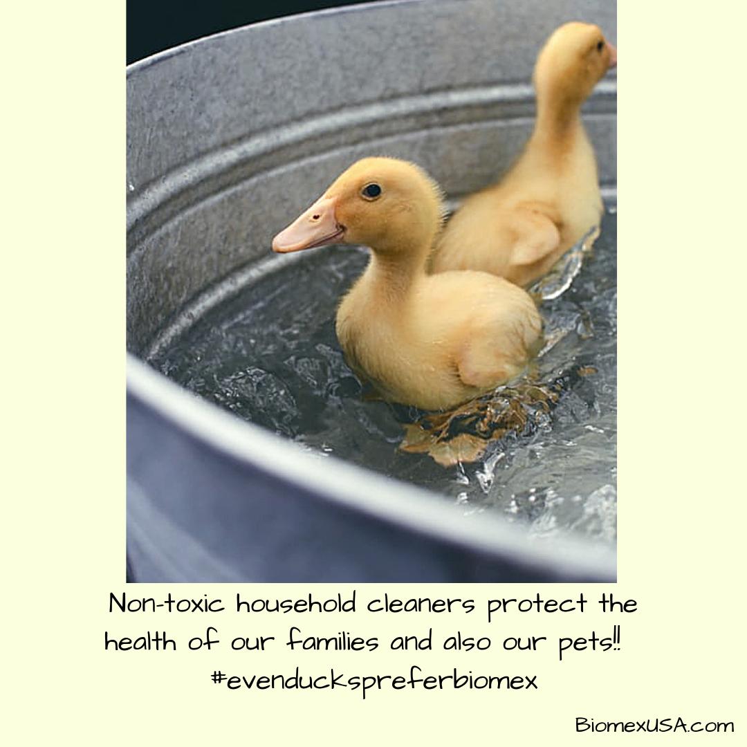 BiomexUSA's tweet photo. Your #pets will love you more when you clean with #biomex !

#wednesdaythoughts #biomexusa #ecofriendly . . .

#millenialmom #gogreen #biodegradable #dyefree #solventfree #nochemicals #petlovers #petfriendly #healthypets #ducks https://t.co/d9j8EmMi9C