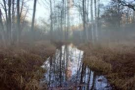 LaurelUofA's tweet photo. Scary Halloween Creek https://t.co/mUdvTy6VT3