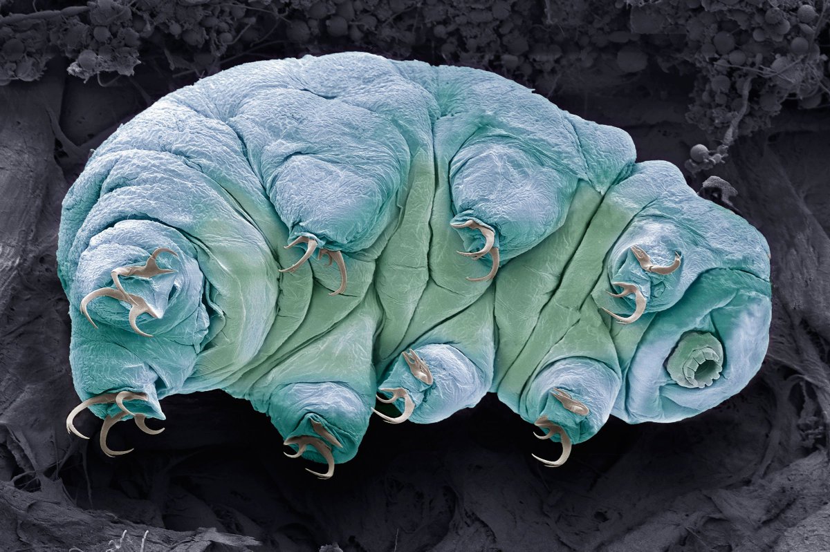 WIREDScience's tweet photo. Meet tardigrades, also known as water bears. These microscopic animals can survive for years without food or water in pretty much any environment—including space. Now, thanks to a crashed Israeli lunar lander, they're on the moon. https://t.co/wbl7Gd4B6c https://t.co/VxuDKC3yDi