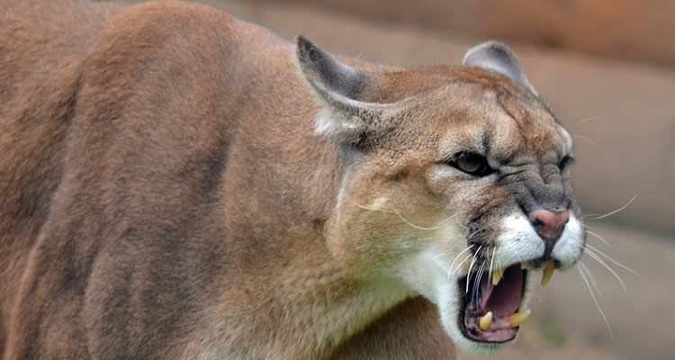 #Cougar seen on #MercerIsland, #WA.
No petting please