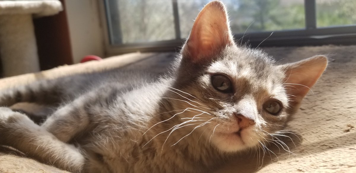 Andrea Cartier tweet media