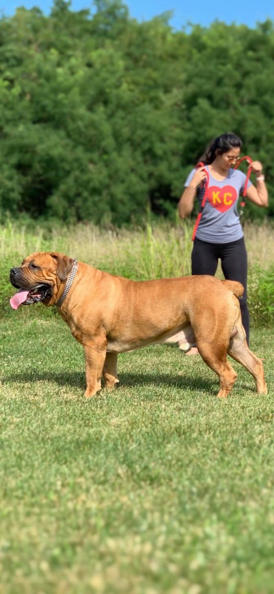 DaWizardOf_Croz's tweet photo. Big daddy. #brickyard #boerboel https://t.co/EK5E9bzfNe
