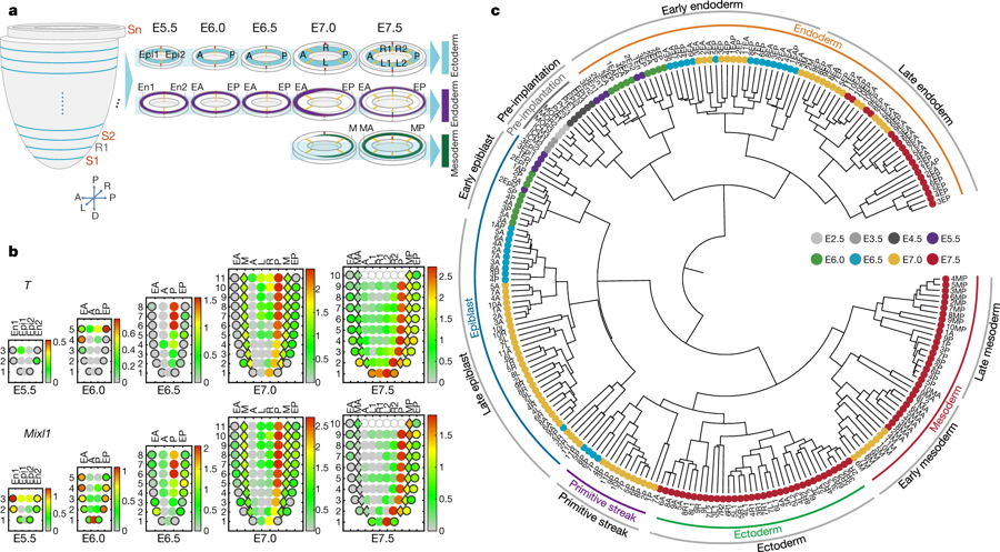 mmw_lmw's tweet photo. Early #MouseEmbryo #Development | Molecular architecture of #LineageAllocation and #TissueOrganization | the #SpatioTemporal_Transcriptome | Naihe Jing @ShanghaiTechUni @Nature https://t.co/A5GbIQ00Nn https://t.co/RNPLFxVZwt
