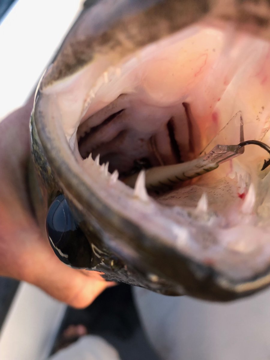 FishingFo's tweet photo. upgrade! #FishOn https://t.co/jnX3wAVxiV