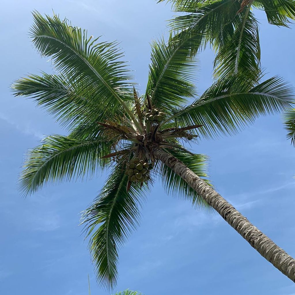 Palm trees 🇩🇴☀️🌴 #palm #trees #shadows #puntacana #bavaro #beach #dominicanrepublic #travelgram #latergram #OccidentalMoments #occidentalpuntacana #palmas #republicadominicana #vacaciones #playa #lookup @occidentalhotelsresorts @occidentalpuntacana @… ift.tt/2KCYott