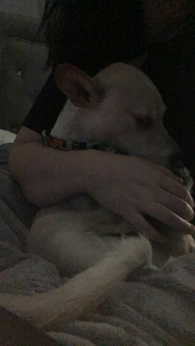 Nikki_0422's tweet photo. I do not understand how anyone can abuse an animal. I look at my dogs and even when #PuppyDeanAmbrose is difficult or #BriMode is food aggressive, I could never hurt them. If you are okay with that behavior, never have a dog (or a kid for that matter) https://t.co/bkbI7tj6Wd