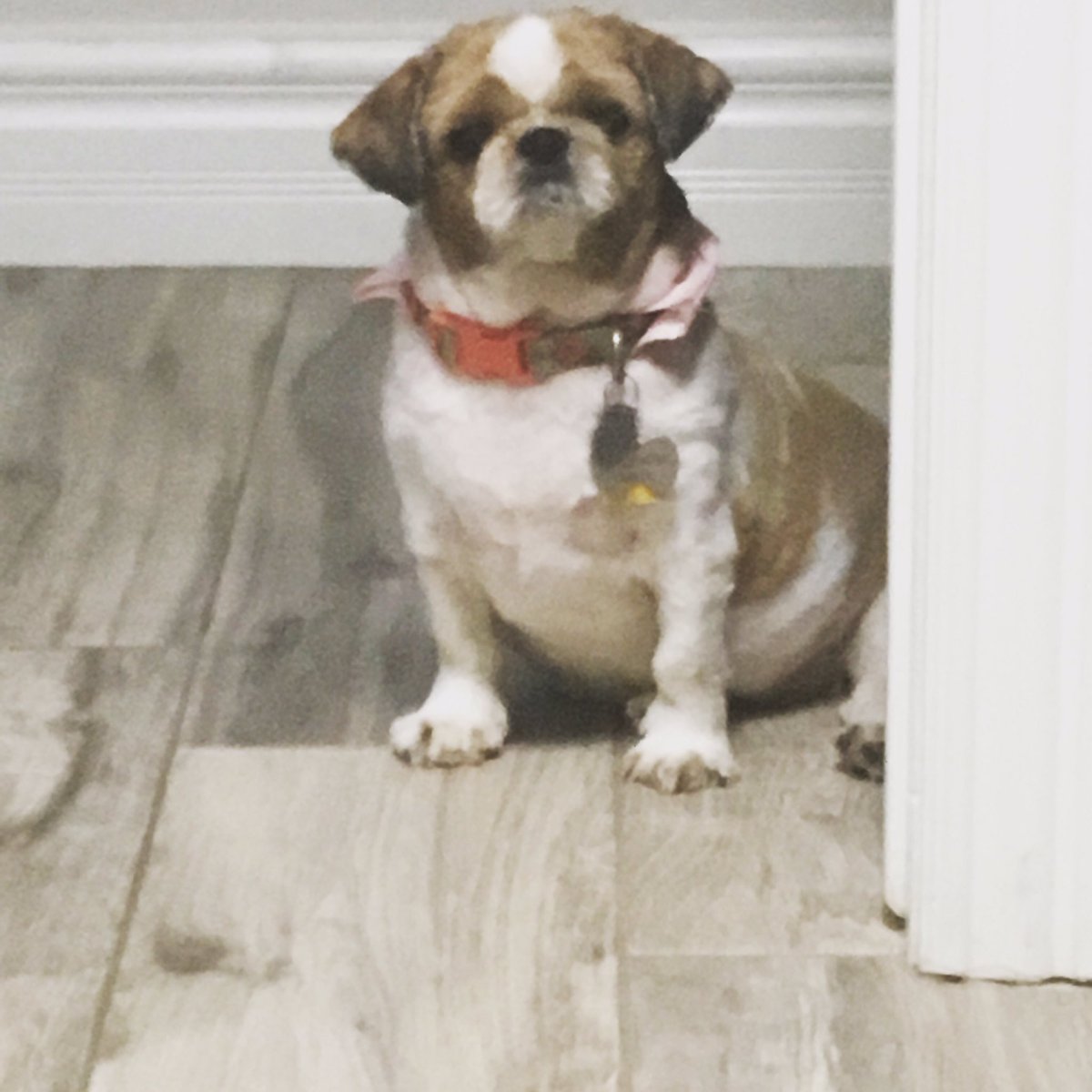 Nikki_0422's tweet photo. I do not understand how anyone can abuse an animal. I look at my dogs and even when #PuppyDeanAmbrose is difficult or #BriMode is food aggressive, I could never hurt them. If you are okay with that behavior, never have a dog (or a kid for that matter) https://t.co/bkbI7tj6Wd