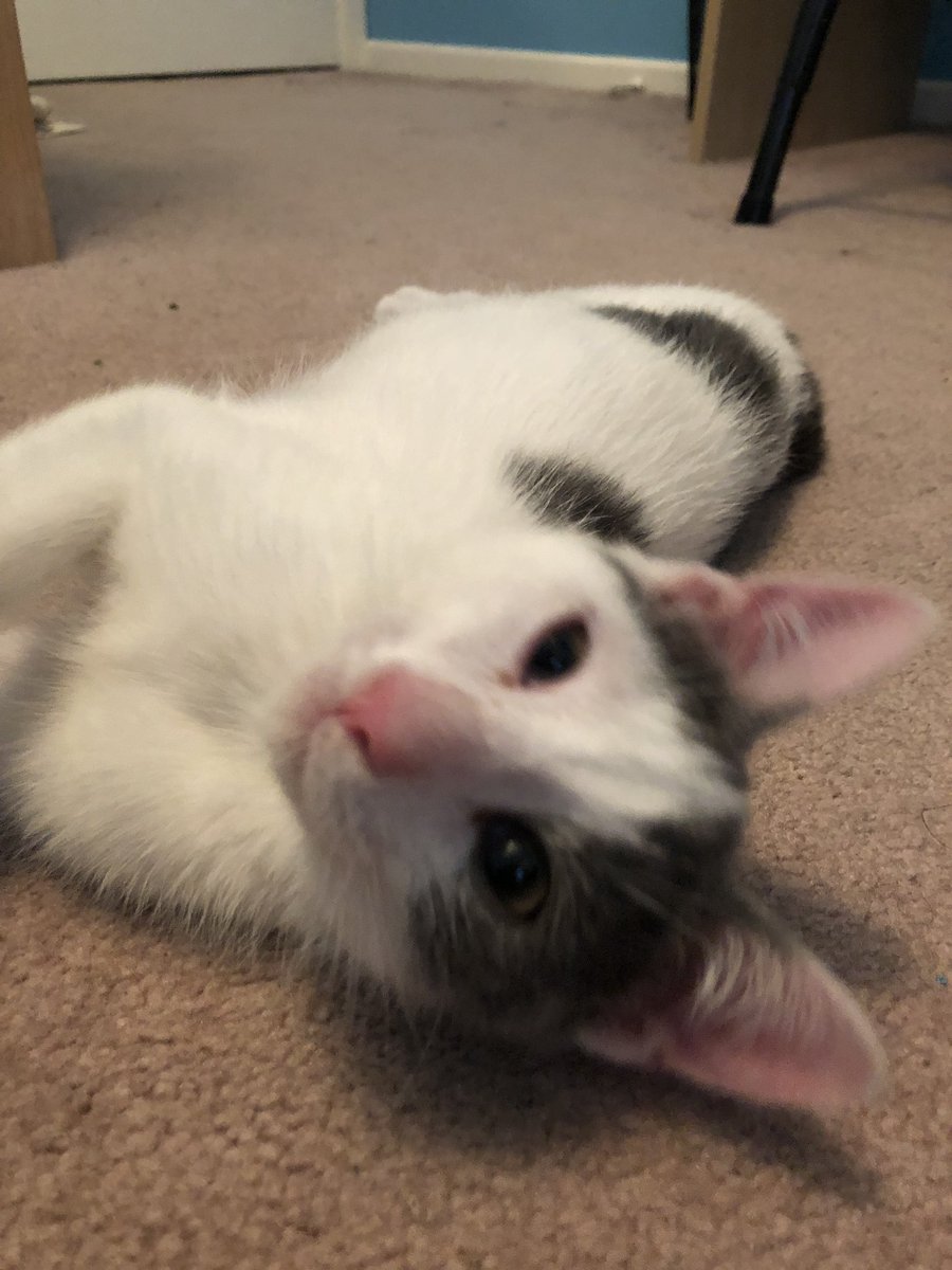 saamcolella's tweet photo. returning my twitter to show everyone how cute my kitten is https://t.co/tUzWrmRLcZ