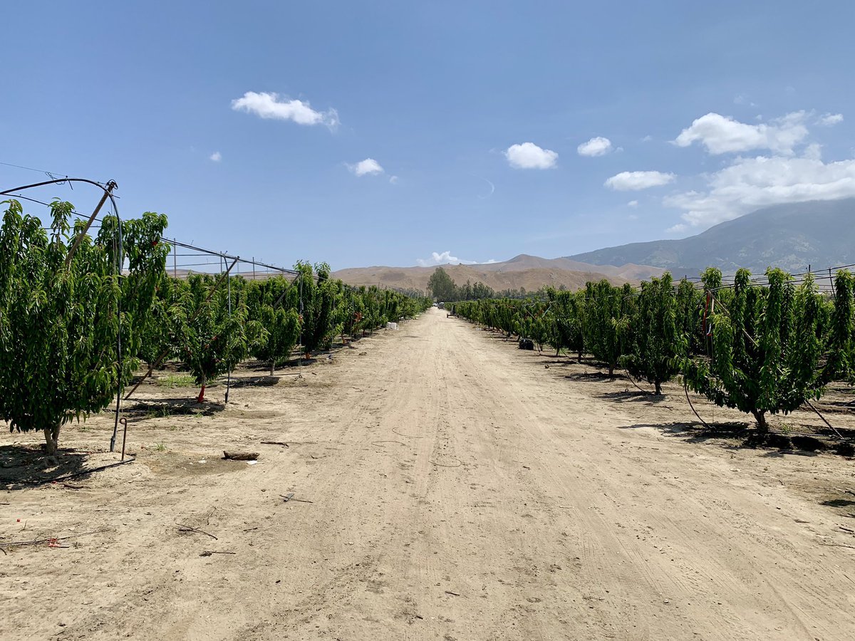 tim_johns_'s tweet photo. The US-China #tradewar is heating up with the Chinese government saying they won’t allow state-owned companies to buy ANY American agricultural products. I talked to a local farmer to see how the move could hit the economy here in @KernCounty @bakersfieldnow https://t.co/iUvx8lgDf2