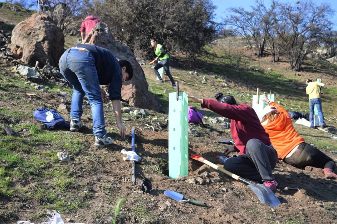 BioHuertaRaihen's tweet photo. Junto a un grupo de alrededor de 40 estudiantes de @QuimicaUdeChile, participamos de la #PlantatonUChile en Laguna Caren 🌳 @faciqyf @uchile @EnnioVivaldi https://t.co/oEfgo1PaXf