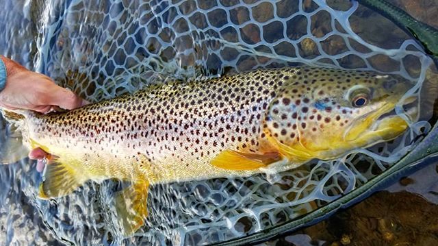 InvrnsOtfttrs's tweet photo. I can't stop grinning from ear to ear. These Icelandic brown trout are some of the harde...j/k. 😂 Sure does look like one though! #fishdrycreek (via Instagram https://t.co/399ENPLXej) https://t.co/hZarvImOnv