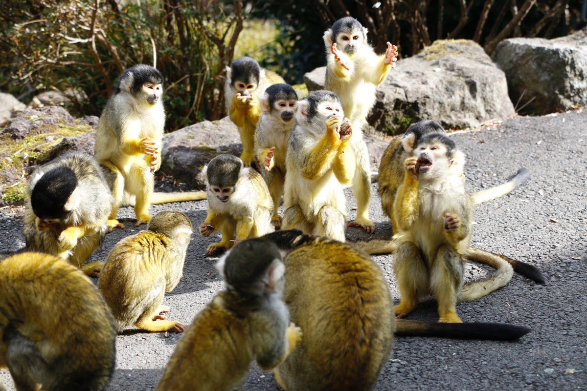 伊豆シャボテン動物公園公式ツイッター A Twitteren リスザル ベビーが園内周遊２つのグループにそれぞれうまれており現在５頭すくすく成長中 また妊婦さんも数頭いますので ﾉﾖﾛｼｸです 伊豆シャボテン動物公園 猿