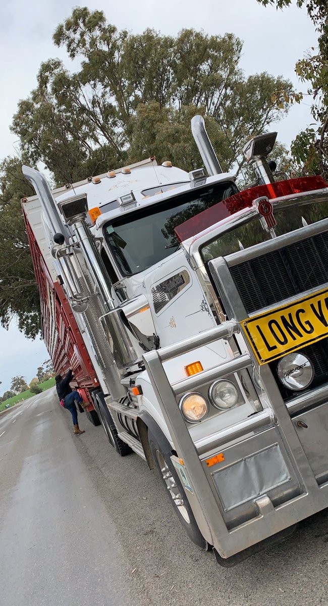 MrsC_Robinson's tweet photo. Thought we’d do something a little different!! 🙊 #sheepcarter #9oh #kenworth #iwantone https://t.co/XNDCdqThC5