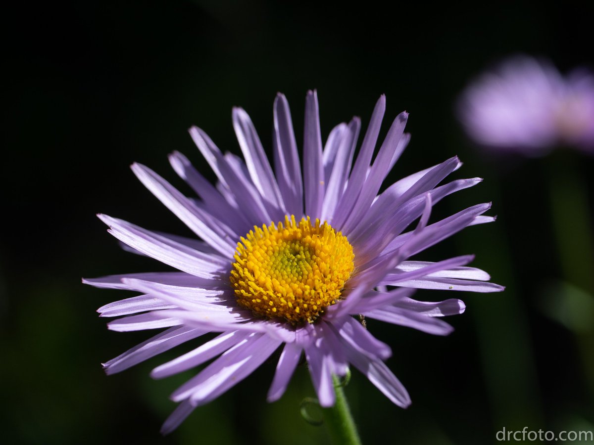 DRCFoto's tweet photo. Aster. Seen from peak of Mount Sparrowhawk. https://t.co/rnYPU0Tj9F https://t.co/Ck5vd7Q6Nu