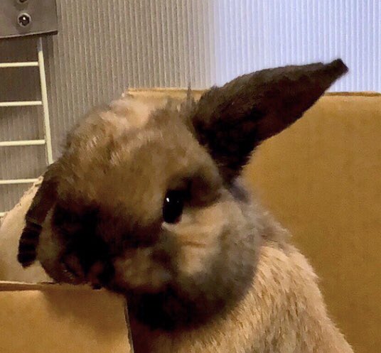 #たれ耳うさぎの日 