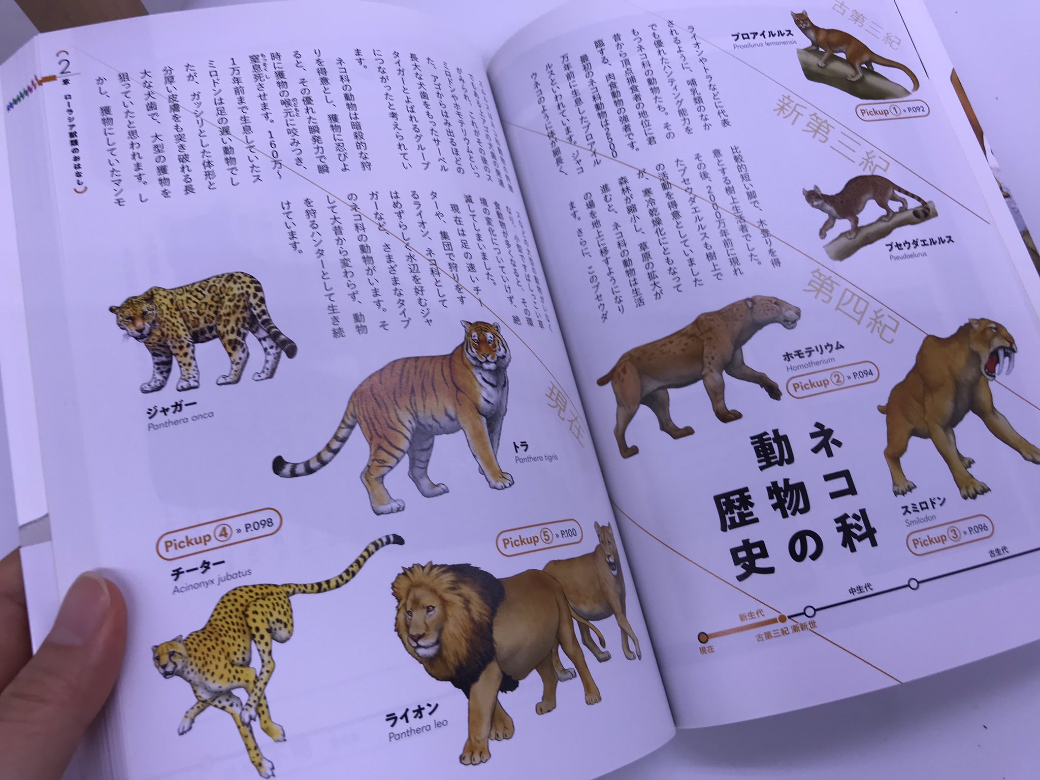 ブックマン社の生物係 本日8月8日は 世界猫の日 です イエネコかわいいですよね でもトラやライオンやチーターなどの獰猛な ネコ科動物たちもカッコいいし 大昔にはスミロドンとかいうすごい牙のサーベルタイガーがいたりそのもっと前には樹上性のネコの