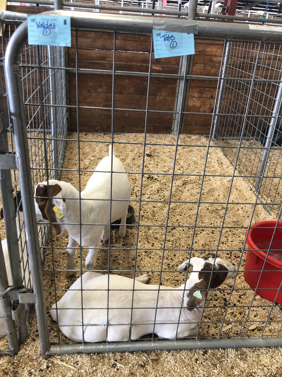 WeberPrincipal's tweet photo. GOATs, they really are #atetheposters #homeworkcompleted✔️ https://t.co/fEvhx6YHbS