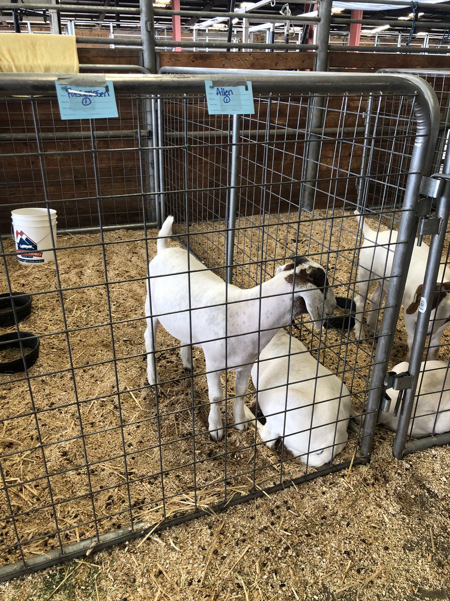 WeberPrincipal's tweet photo. GOATs, they really are #atetheposters #homeworkcompleted✔️ https://t.co/fEvhx6YHbS