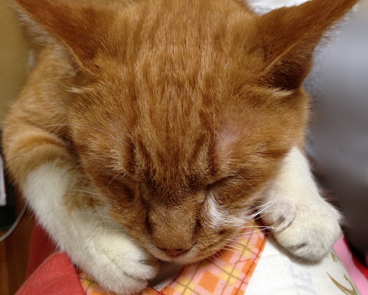 hemo_craft's tweet photo. #世界猫の日 https://t.co/aW7N8nTI55
