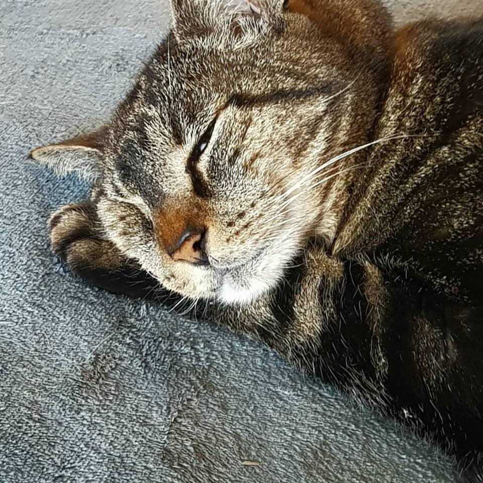 Monokeros4's tweet photo. Puisque c'est la #journeeinternationaleduchat, nous vous présentons le nôtre qui nous accompagne au quotidien dans notre travail ! #jeudiphoto #Monokeros4 #madeinfrance #handmade #animaux #occitanie https://t.co/JzrTk6zceX