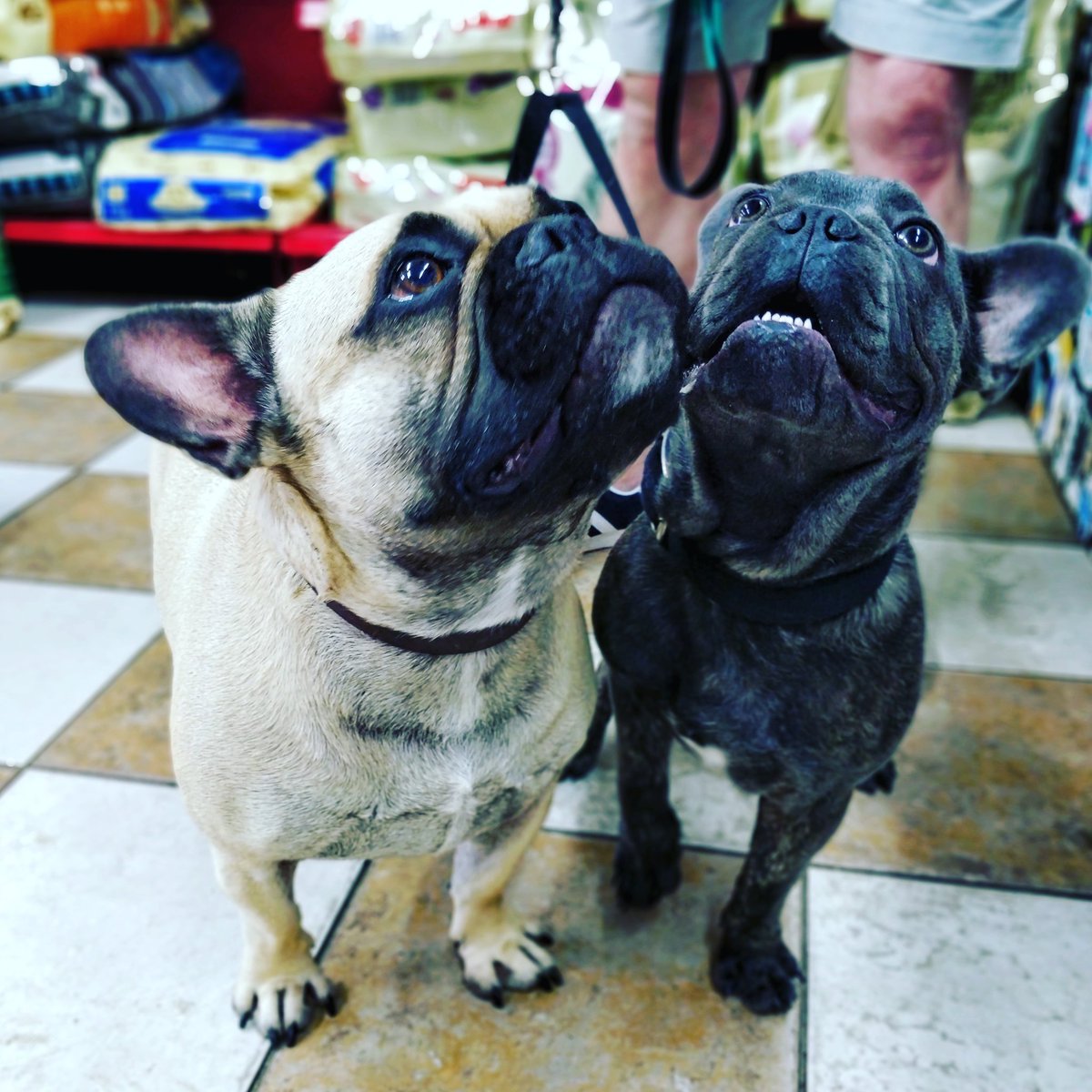 bubblesofongar's tweet photo. Things are definitely looking up 👀 for Hugo and Buddy 🐾🐾🐾
.
#bubblespetcareongar #bubblesofongar #treats #dogs #rawfood #rawtreats #petshop #healthydogfood  #ongar #petshopongar #cutedog #cutedogs #essex #Thursday  #omg  #frenchie #frenchbulldog #frenchbulldoglovers https://t.co/s1S7w9iCCx