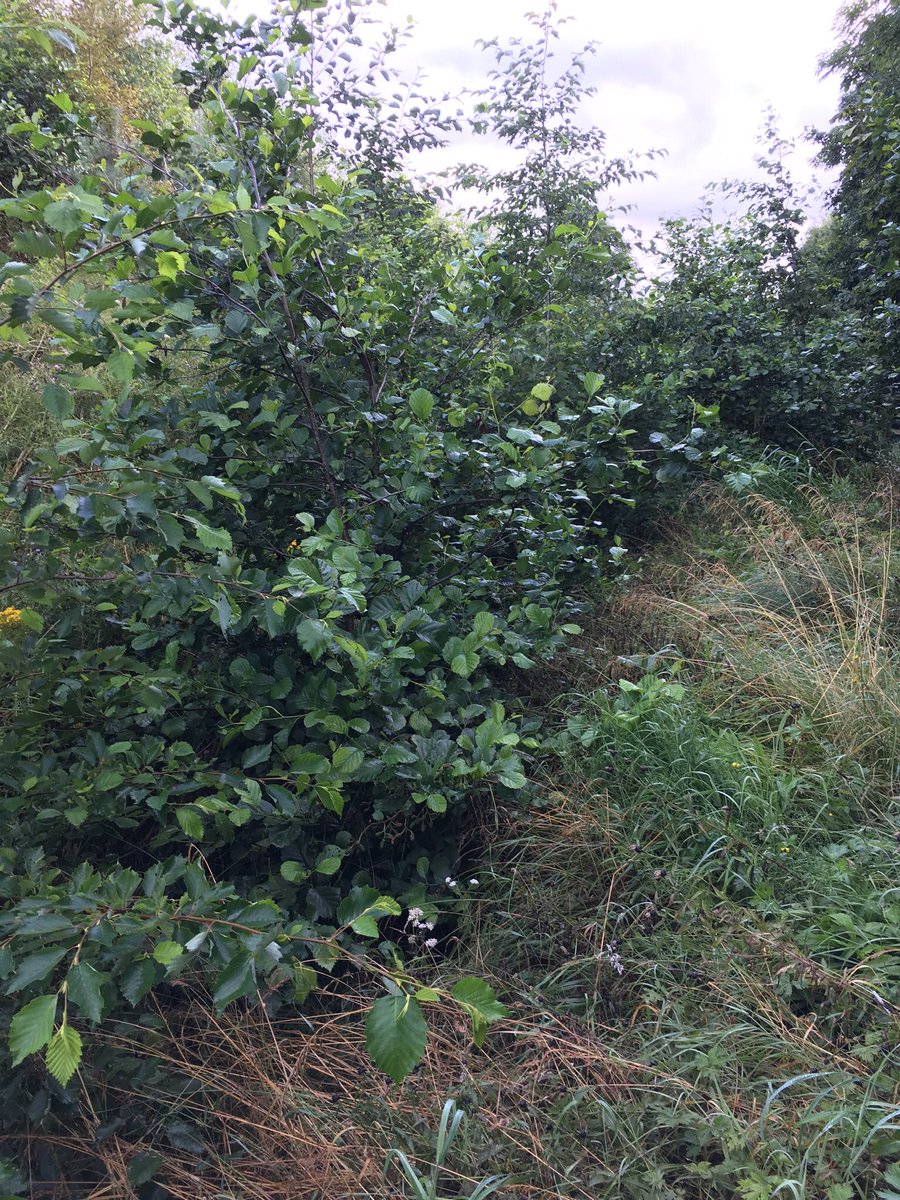 scg_small's tweet photo. @transcotland this is the drainage ditch for M90 beside houses at Kirklands Park Grove, Kirkliston. It’s ineffectiveness caused flooding so severe around our houses the fire service had to pump it out. This needs urgent attention today to prevent it from reoccurring tmrw &amp; Sat. https://t.co/EU7V4huFxf