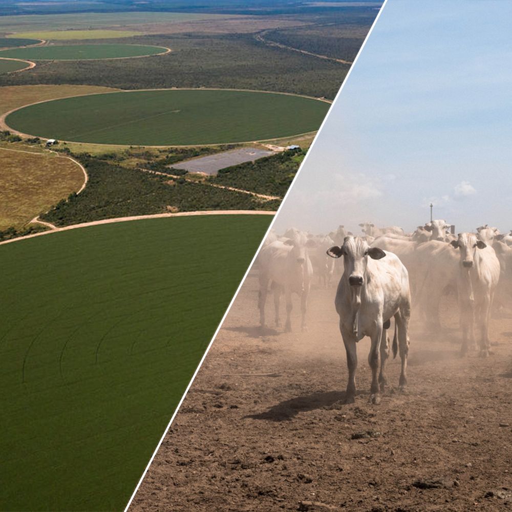 greenpeace_de's tweet photo. Um die #Klimaziele zu erreichen, müssen wir weltweit weniger Fleisch essen - das sagt heute auch der Weltklimarat #IPCC in Genf. Schluss mit Waldzerstörung für Tierhaltung - #forestsarelife ! Jetzt für eine neue Landwirtschaft unterschreiben: https://t.co/hZbEotYd6C https://t.co/hsxV6v2zL4