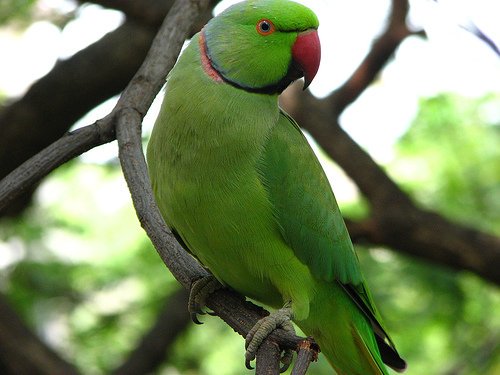 navin982's tweet photo. A beautiful bird and a flower on a rainy day! https://t.co/2AQCOnzVq0