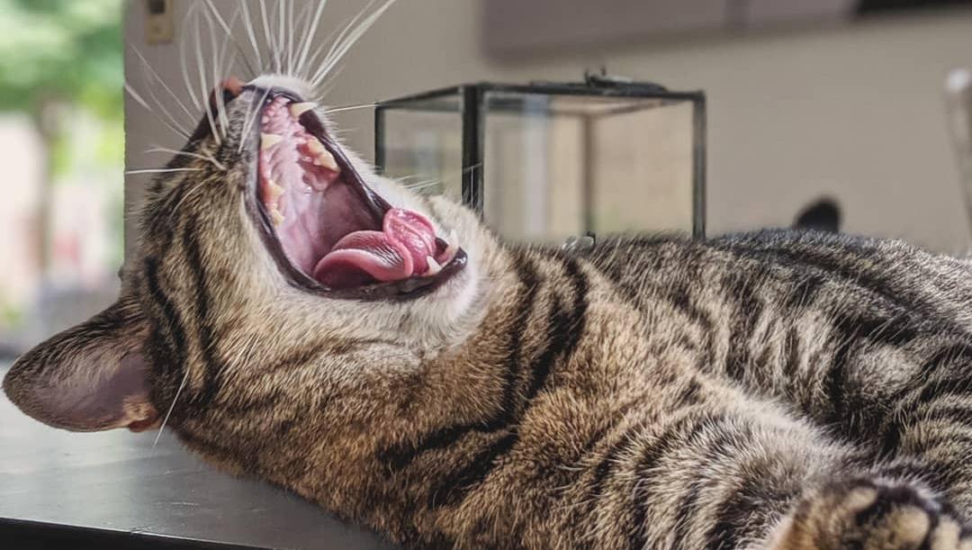 duliebstkatzen's tweet photo. 😻Zeit für ein Mittagsschläfchen 😴💕
RePost: ( #📷 @wilma_kissi on Instagram)
3in1 😎
#whiskerswednesday
#tongueouttuesday
#fangsoutfriday
.
#littletiger #tygrysek #katzenliebe #katterpåinstagram #kot #instakot #drapieżca #catsandorchids https://t.co/FnKgW7TzFT
