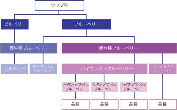 わかさ生活 公式 広報部 A Twitter ブルーベリー豆知識 種類 ブルーベリーは何種類あるかご存知ですか 実は世界には約150種類 以上ものブルーベリーがあると言われています また 野生種と栽培種に大きく分かれ さらにそこから分類されているんです