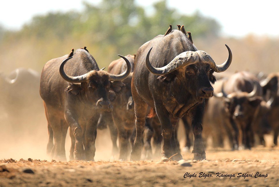 Destination_Zim's tweet photo. #Buffalos of #Kavinga
#KavingaCamp
#Manapools
Credit: Clyde Edgar
#VisitZimbabwe https://t.co/3XCNyOPzLf