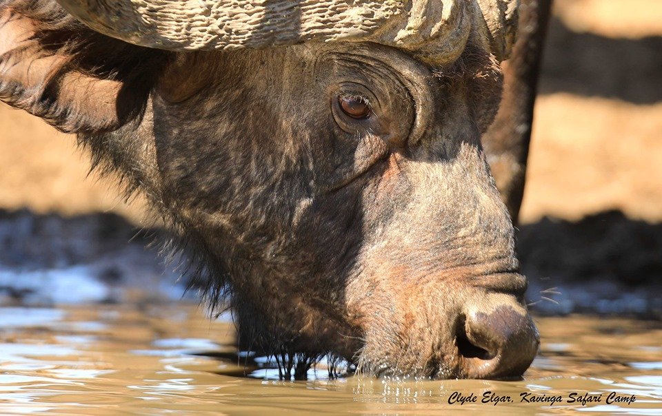 Destination_Zim's tweet photo. #Buffalos of #Kavinga
#KavingaCamp
#Manapools
Credit: Clyde Edgar
#VisitZimbabwe https://t.co/3XCNyOPzLf
