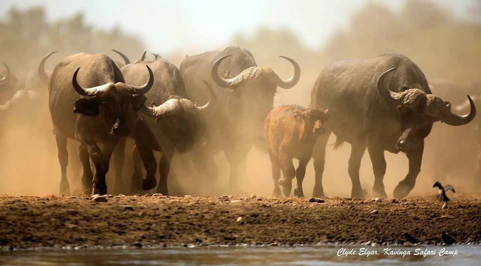 Destination_Zim's tweet photo. #Buffalos of #Kavinga
#KavingaCamp
#Manapools
Credit: Clyde Edgar
#VisitZimbabwe https://t.co/3XCNyOPzLf