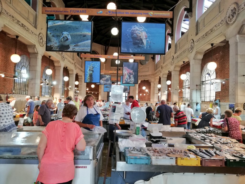 xenias_EU's tweet photo. No better way to get the feel of the city and meet some locals than visiting a local #farmersmarket ๐จโ๐พ
This one in Rijeka ๐ญ๐ท was bustling with life at 8am today, full of #FruitVeg4You ๐๐ฝ๐ฅฉ ๐๐ง local #oliveoil & ๐ท! Everything you need for delicious #EUFarmRecipes ๐ https://t.co/jOLPB9Dh5A