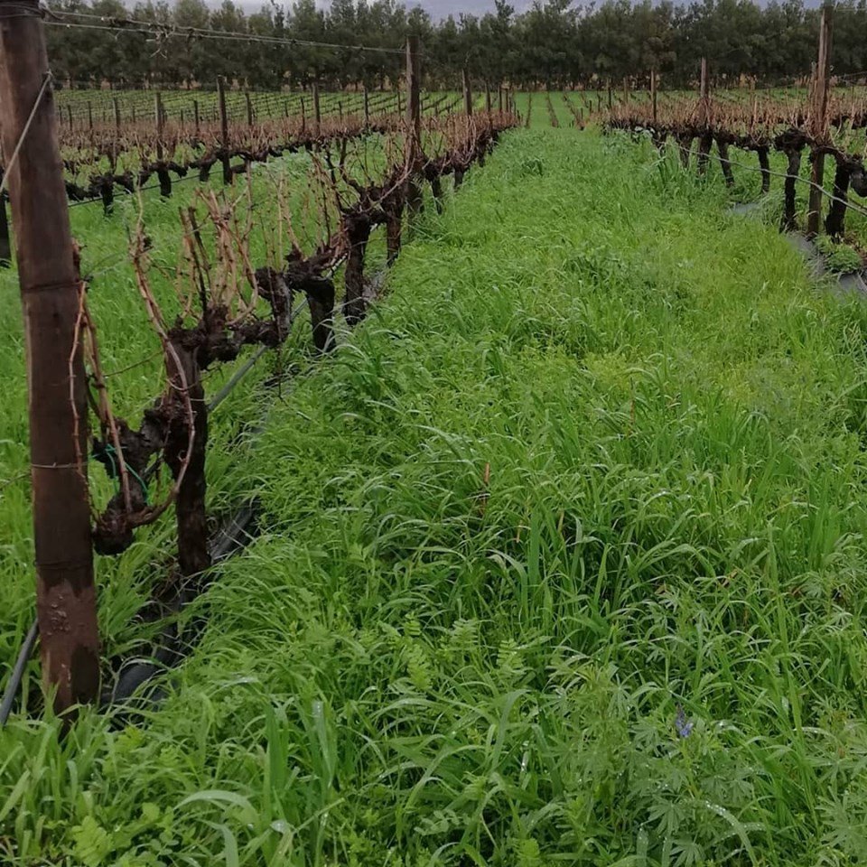 A beautiful view on this Thursday-morning... 
#waverleyhills  #beautifulnature  #lushgreen  #organicvineyard  #organicwine