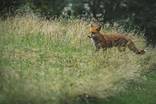 chrispomeroy_05's tweet photo. Urban Fox #foxes #fox #foxesofinstagram #redfox #nature #petfox #cutefox #wildlife #love #foxlife #vulpesvulpes #cute #foxy #foxlove #fut #whatdoesthefoxsay #foxesofig #babyfox #silverfox #domesticatedfox #loveafox #happyfox #yourchoicesmatter #axelfox #… https://t.co/MJram3Pzbf https://t.co/va1xnQKUfh