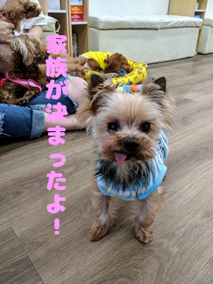 保護犬カフェ 保護猫カフェ 寺田町店 嬉しいお知らせです ヨークシャーテリアのよしのり君に素敵な家族が決まりました 応援してくださった皆様ありがとうございます 保護犬カフェ寺田町店 ラブファイブ 卒業 保護犬カフェ 保護猫カフェ 寺田町店 嬉しいお知らせです ヨークシャーテリアのよしのり君に素敵な家族が決まりました 応援してくださった皆様ありがとうございます 保護犬カフェ寺田町店 ラブファイブ 卒業
